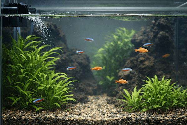 zakalene-akvarium-po-cisteni-3